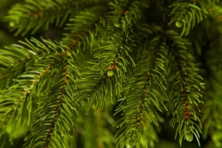 Ель Коттеджная 260 см., литая хвоя+пвх, TreeDeLux (70075)