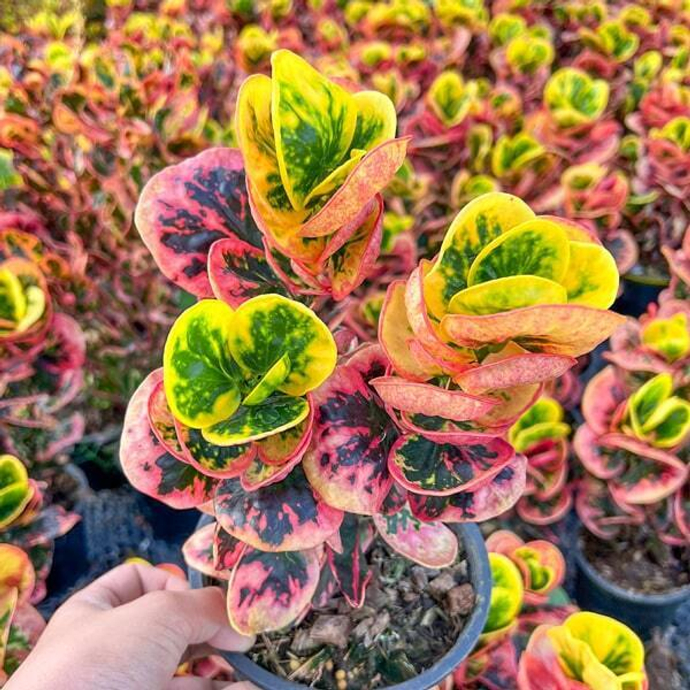 Кротон PINK LADY