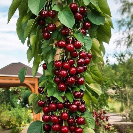 Черешня колоновидная Квин Мери