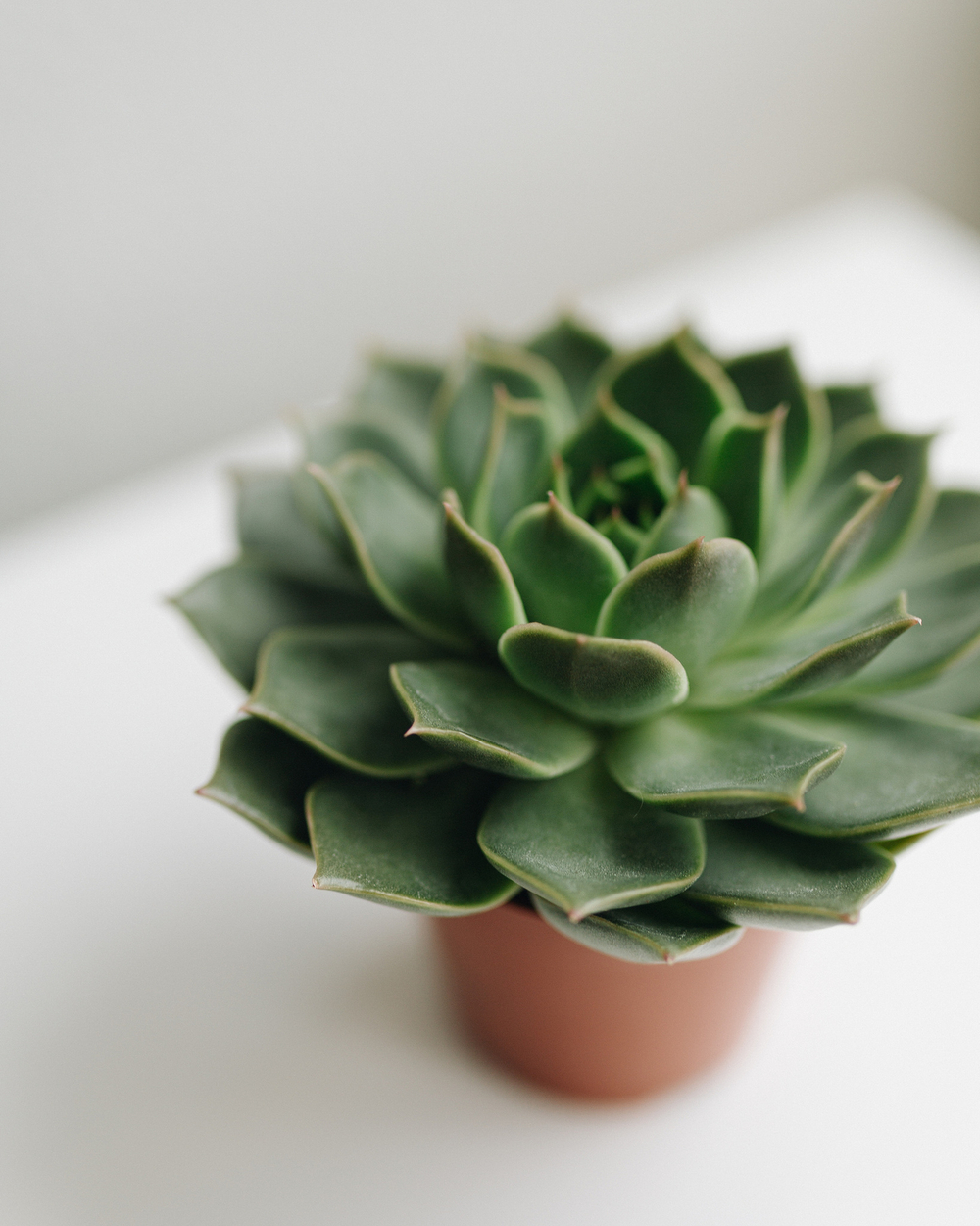 Эхеверия Элеганс