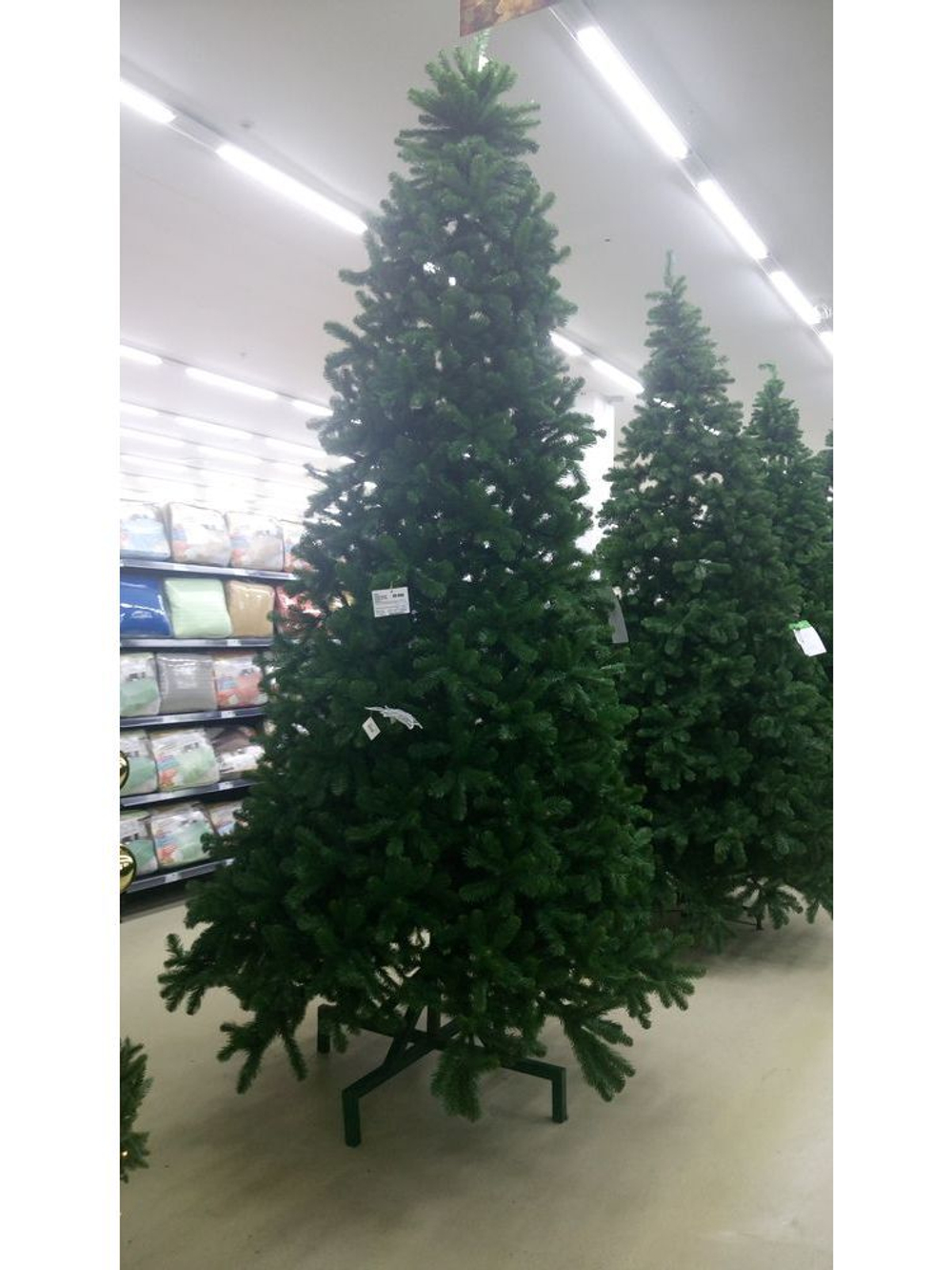 Сосна 365 см Triumph Tree Скандия Голландия фото