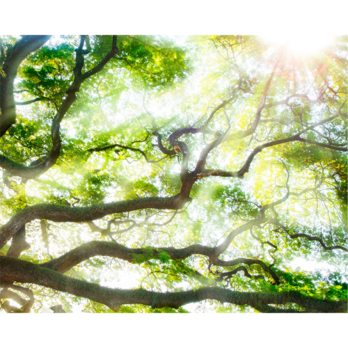 Панель потолочная ПВХ Novita 3D Лесная свежесть