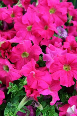 Петуния грандифлора Игл Роуз (100др) Витагрин Профи