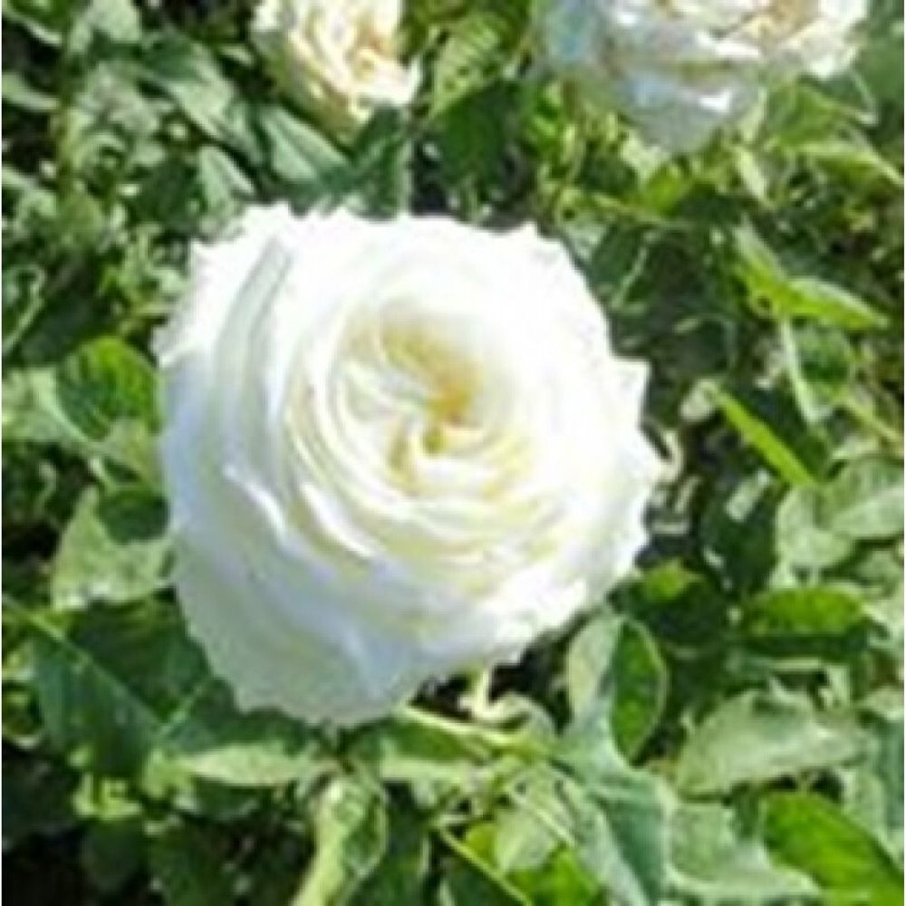 Роза Маруся цветок