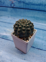 Gymnocalycium Quehlianum (Гимнокалициум)