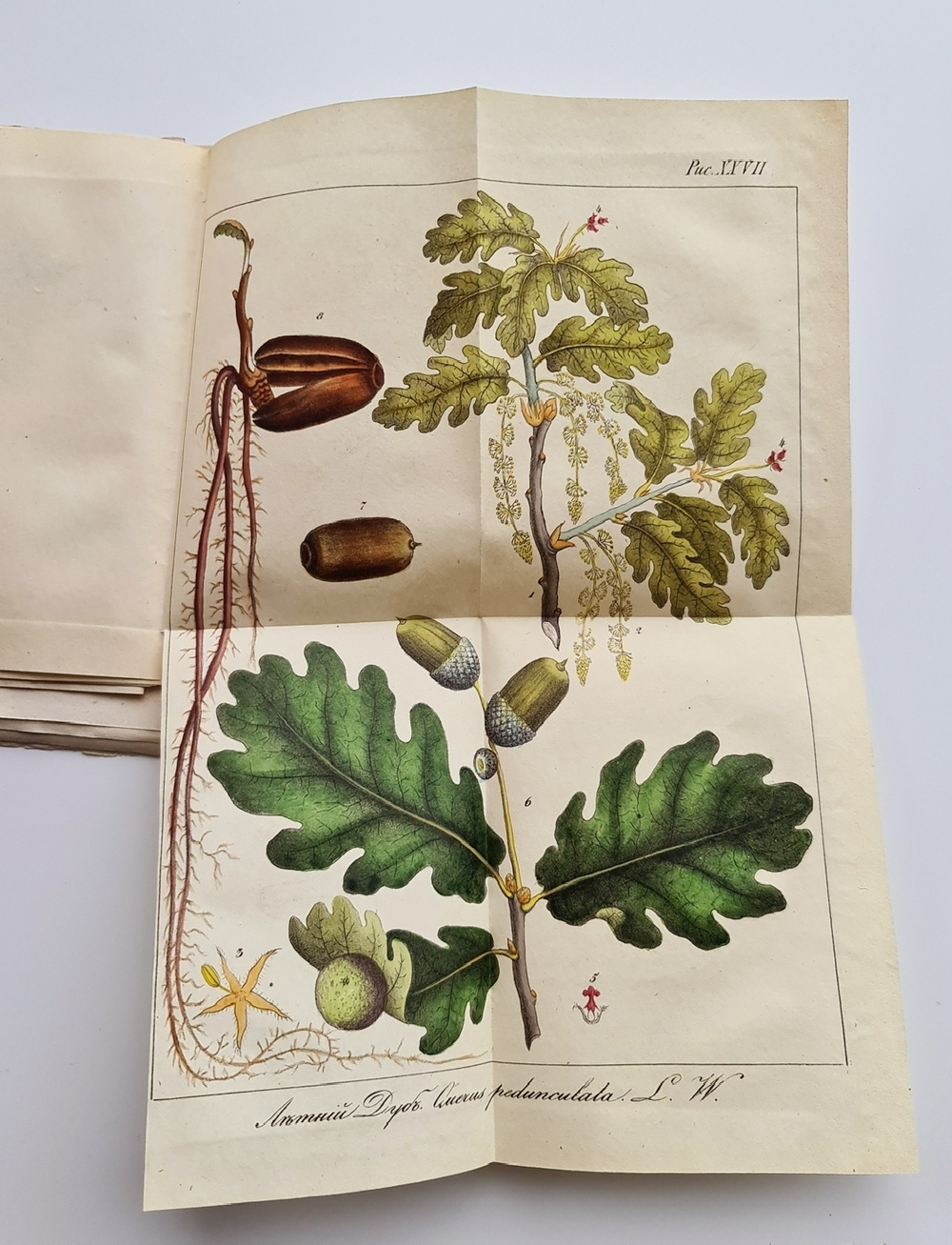 "Карманная дендрология важнейших и употребительнейших пород при кораблестроении (Описание пород деревьев)". П.Г.Орловский. 1835г. - редкая книга