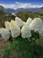 Гортензия метельчатая Фантом