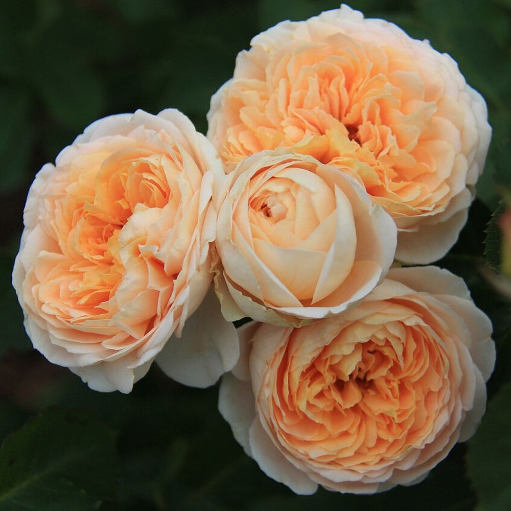 Дени Хан (Dany Hahn)