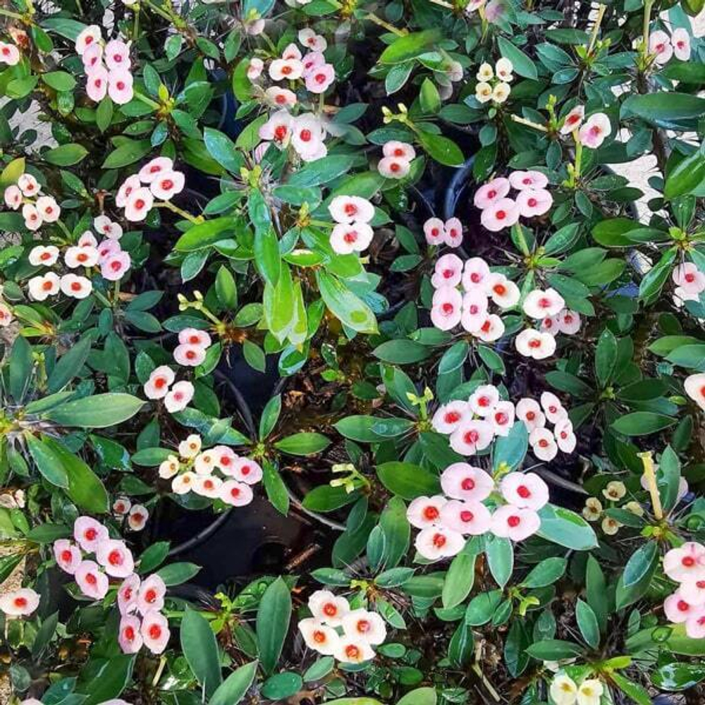 Эуфорбия Миля карликовая DAO KRAJAI