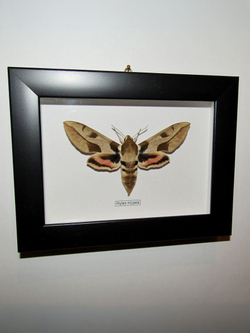 Бражник Hyles nicaea в рамке