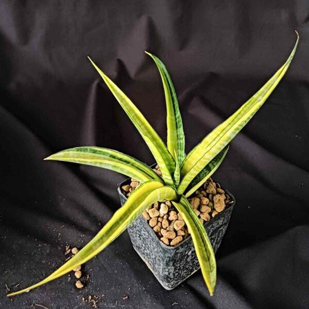 Сансевиерия CORDOVA GIANT VAR