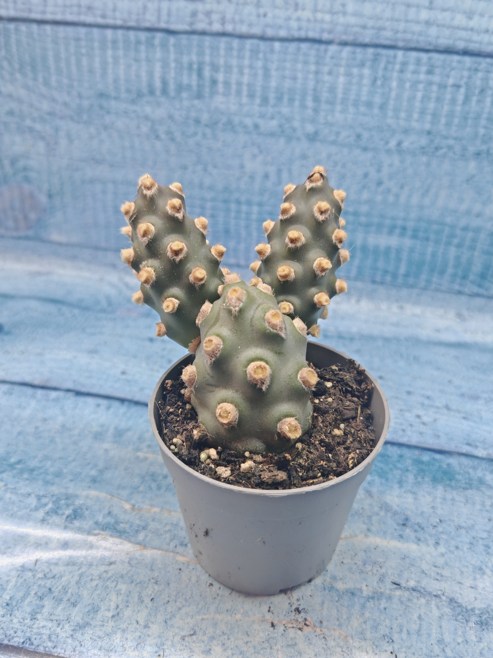 Tephrocactus Molinensis (Тефрокактус)