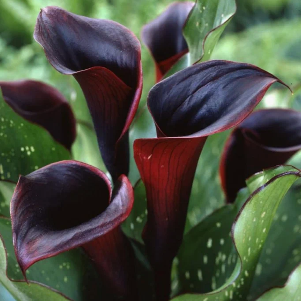 Калла Блек Стар 1 клубень, март 2026