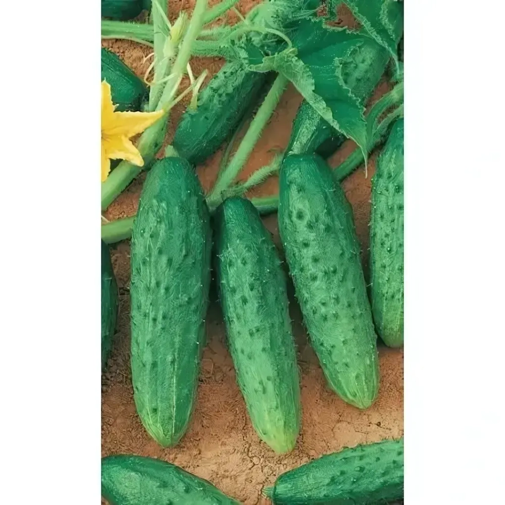 Семена Огурец Феникс (УД) Е/П