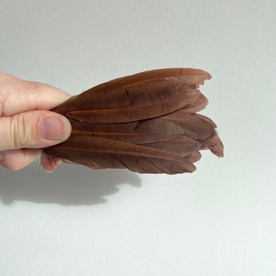 Перья утки темно-коричневые 2 сорт 15 шт.