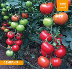 СЕЙРАН F1 семена томата (Nunhems | Alexagro)