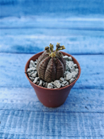 Euphoria Obesa (Эуфорбия)