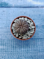 Euphoria Obesa (Эуфорбия)