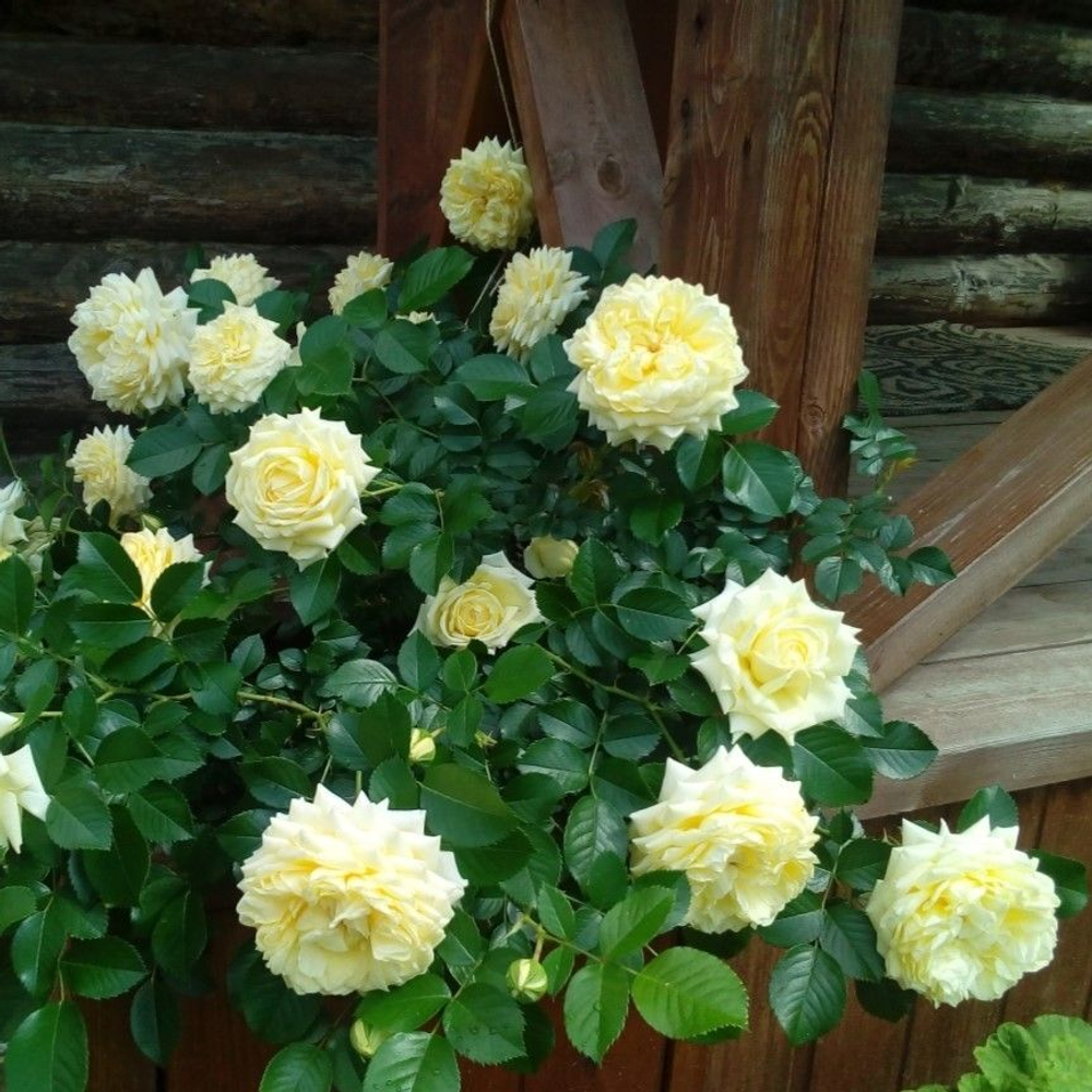 Роза Надя Мейяндекор почвопокровная, саженец с ЗКС.