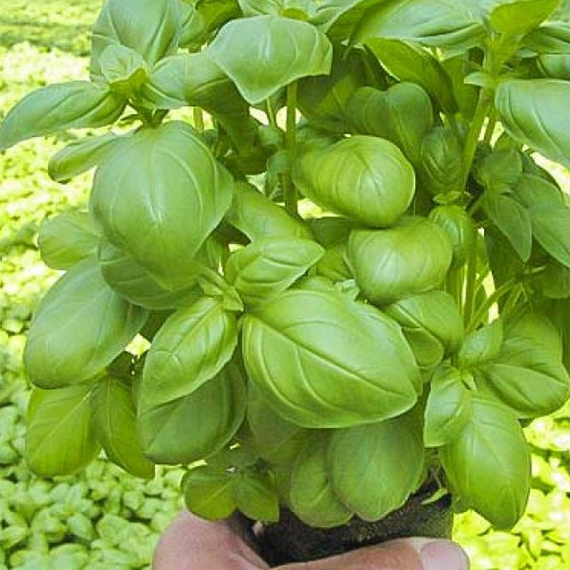 Мариан семена базилика (Enza Zaden / ALEXAGRO) культура – фото 3