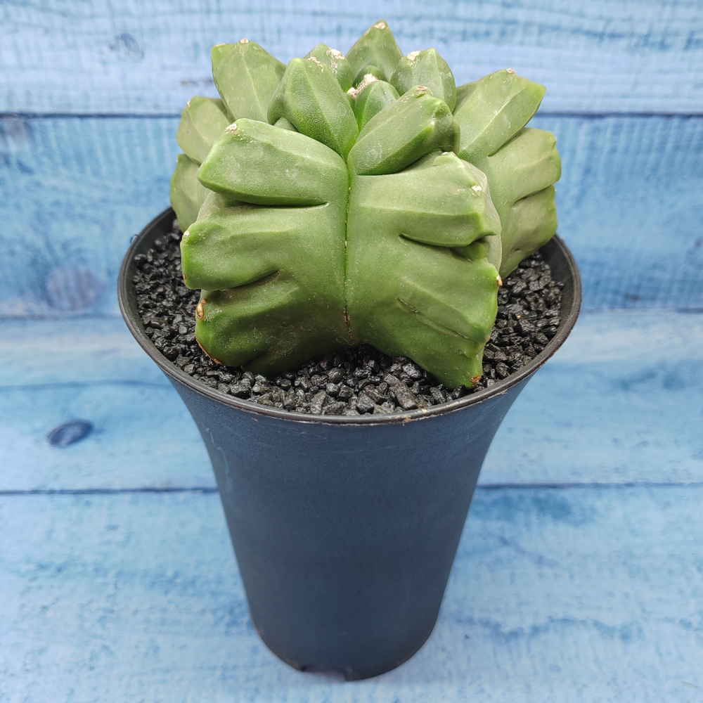 Astrophytum Myriostigma XXL (Астрофитум)