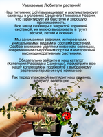 Тимьян Фокслей чабрец пёстролистный