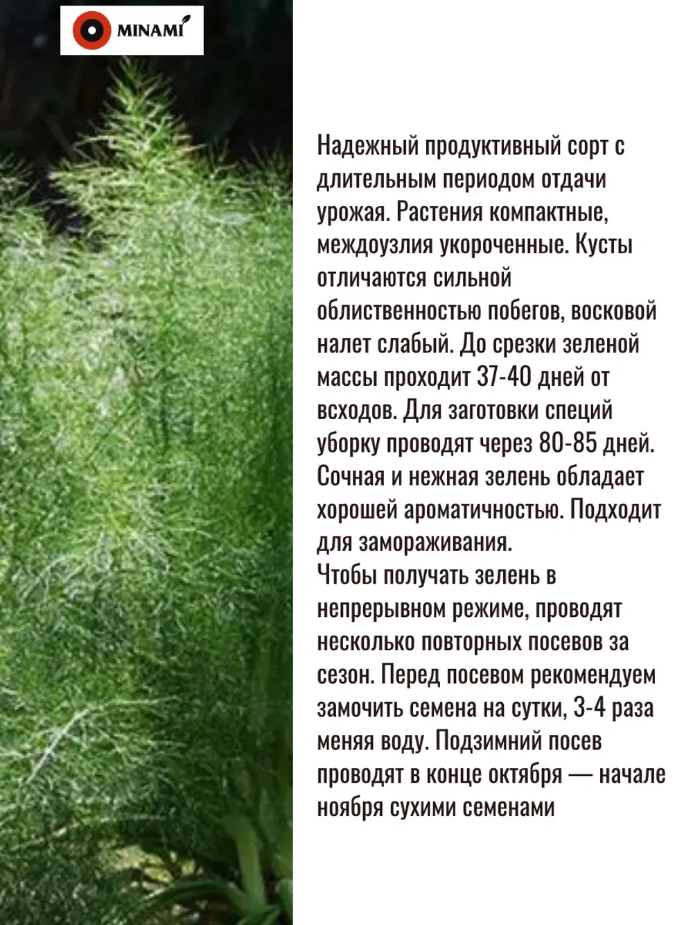 Укроп кустовой Bush