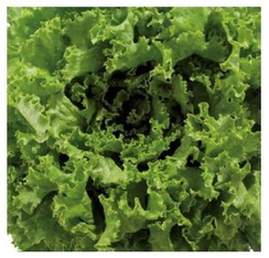 КАТЮША семена салата (Nunhems | Alexagro)