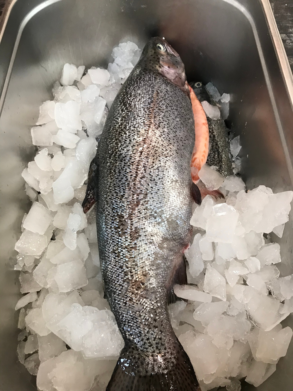 Форель охлажденная