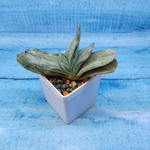 Gasteria Gracilis variegata (Гастерия)