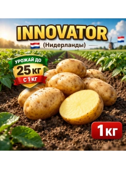 Картофель семенной Инноватор (Innovator) Нидерланды