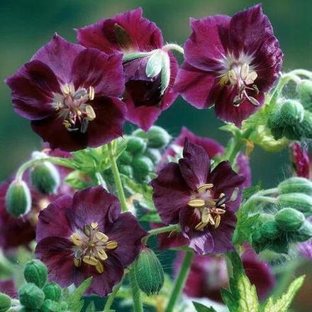 Герань темная Рэйвен С2