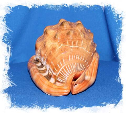 Ципрекассис, 10-12см, 1шт