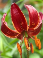 Лилия Клауди Шрайд (Мартагон-гибрид)