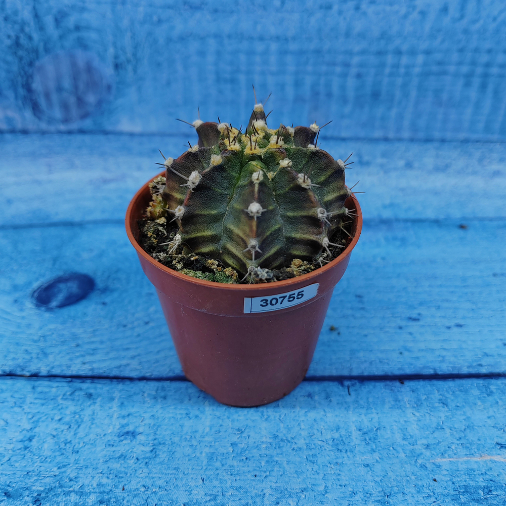 Gymnocalycium Friedrichii (Гимнокалициум)