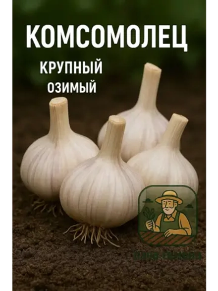 Чеснок посадочный озимый Комсомолец