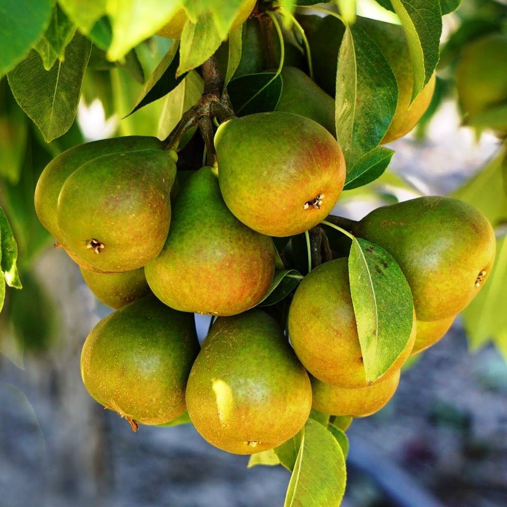 Груша Феерия