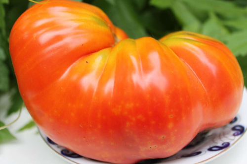 KИ созвездия Лебедь KY Cygni