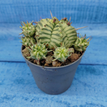 Euphorbia meloformis f. Variegated (Эуфорбия вариегатная)