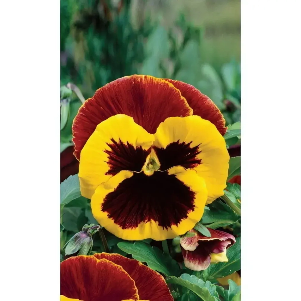 Семена Виола Крылья Бабочки (УД) Е/П