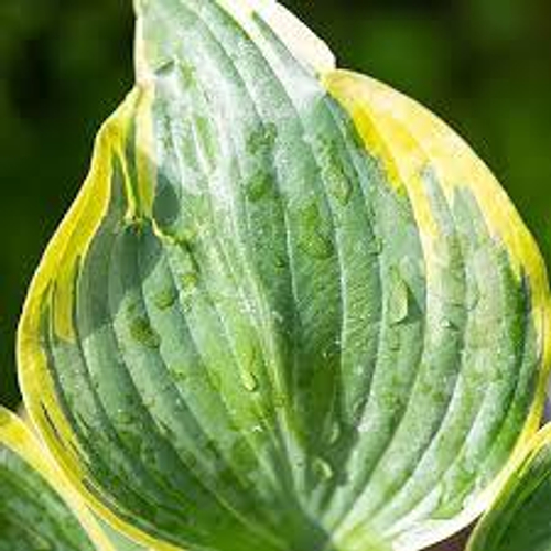 Броад Бенд Broad Band хоста