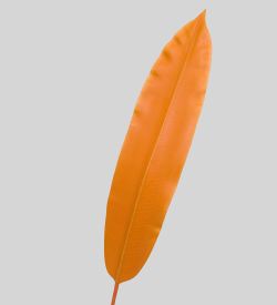 TR 526 Банановый лист