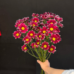 Хризантема кустовая Ромашковая яркая / 1 шт