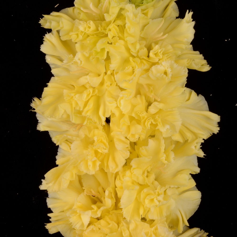 Гладиолус крупноцветковый Золотник