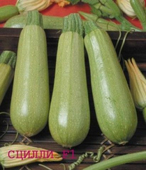 Сцилли F1 семена кабачка (Seminis / Семинис)