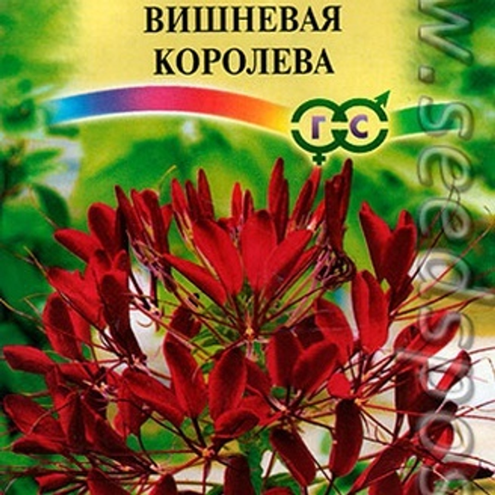 Клеома Вишневая королева 0,3 г. Ц Гавриш