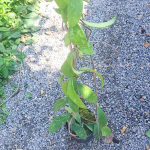 Хойя PHUWUAENSIS