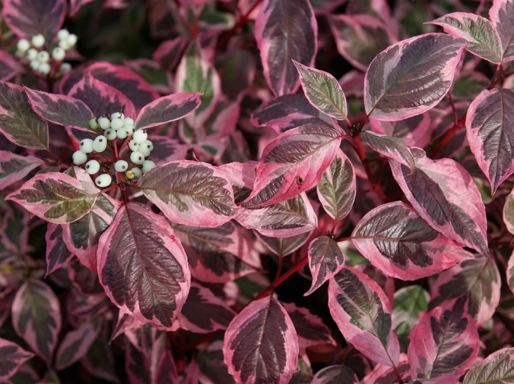 Дёрен белый «Miracle»