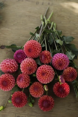 Георгин Caitlyn's Joy (корень) Закупка М55 апрель 2026