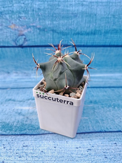 Ferocactus Histrix (Ферокактус)